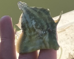 Monacanthus ciliatus