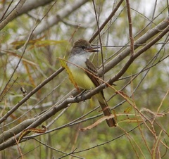 Myiarchus tyrannulus