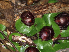 Corybas fimbriatus