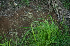 Digitaria bicornis