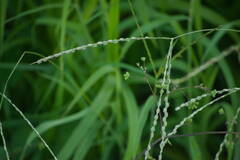 Digitaria bicornis