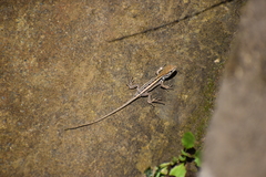 Stenocercus ornatissimus