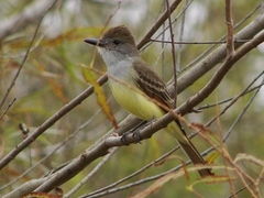 Myiarchus tyrannulus
