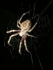 Parawixia