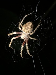 Parawixia