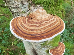Fomitopsidaceae