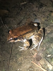 Leptodactylus rhodonotus