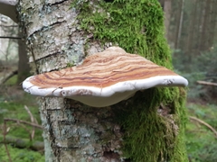Fomitopsidaceae