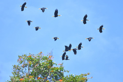 Rhyticeros subruficollis