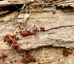 Metatrichia vesparium