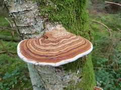 Fomitopsidaceae