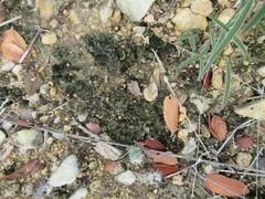 Clavascidium lacinulatum