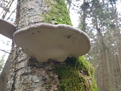 Fomitopsidaceae