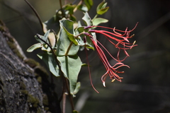 Tristerix peruvianus