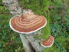 Fomitopsidaceae