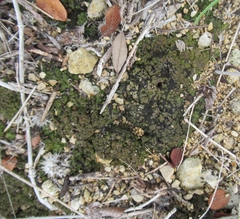 Clavascidium lacinulatum