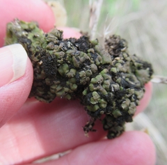 Clavascidium lacinulatum