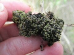 Clavascidium lacinulatum