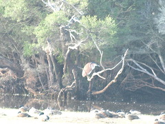 Nycticorax caledonicus