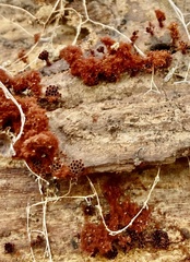 Metatrichia vesparium