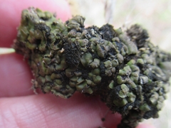 Clavascidium lacinulatum