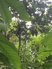 Saguinus fuscicollis