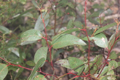 Eucalyptus obliqua