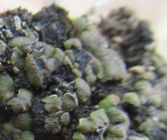 Clavascidium lacinulatum