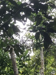 Saguinus fuscicollis