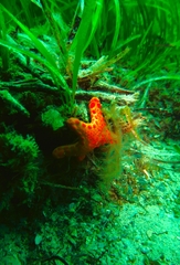 Pentagonaster duebeni