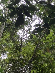 Saguinus fuscicollis