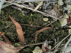 Clavascidium lacinulatum