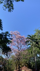 Tabebuia