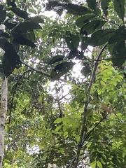 Saguinus fuscicollis