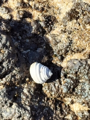 Austrocochlea constricta