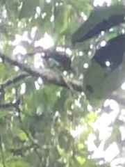 Saguinus fuscicollis