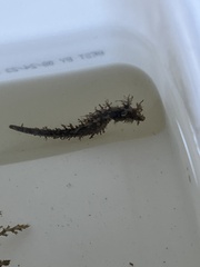 Syngnathidae