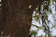 Tillandsia xiphioides
