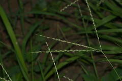 Digitaria bicornis