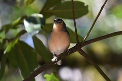 Fringilla coelebs canariensis