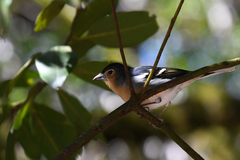 Fringilla coelebs canariensis