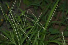 Digitaria bicornis