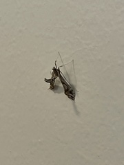 Lineodes