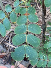 Pseudosamanea guachapele