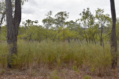 Jacksonia thesioides