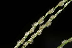 Digitaria bicornis