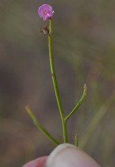 Jacksonia thesioides