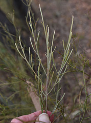 Jacksonia thesioides