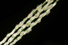 Digitaria bicornis