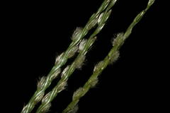 Digitaria bicornis